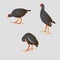 Three Common moorhens