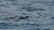 Three Common Murres in varying plumage in the ocean