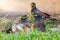 Three Common mynas fighting with each other on lawn