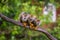 Three common squirrel monkeys sitting on a tree branch