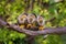 Three common squirrel monkeys sitting on a tree branch