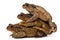 Three common toads or European toads, Bufo bufo