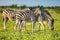 Three Common Zebras grazing on savanna in bright colors