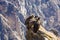 Three Condors at Colca canyon sitting,Peru,South America. This is a condor the biggest flying bird on earth