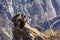 Three Condors at Colca canyon sitting,Peru,South America. This is a condor the biggest flying bird on earth