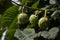 Three conkers on Horse Chestnut tree.