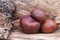 Three conkers on Southampton Common