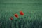 Three contrasting solitary poppies in the green field