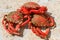 Three cooked spider crabs