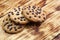 Three cookies with chocolate chips and crumbs on the table