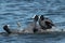 Three coots flighting