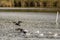 Three cormorants fly by the water on Lake Massaciuccoli, Tuscany, Italy