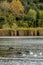 Three cormorants fly by the water on Lake Massaciuccoli, Tuscany, Italy