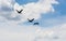 Three cormorants flying under cumulus clouds.