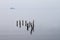 Three cormorants perched on poles that emerge from the flat water