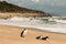 Three cormorants resting on sandy beach