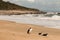 Three cormorants resting on sandy beach near Heaphy Track