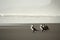 Three cormorants standing on beach