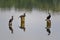 Three cormorants on wooden pilings