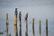 Three cormorants on wooden posts