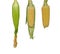 Three corn-cobs