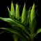 Three corn cobs with small kernels on green, plants, isolated black background. Corn as a dish of thanksgiving for the harvest