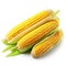 Three corn cobs on a white background