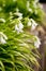 Three cornered garlic