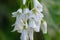 Three cornered garlic