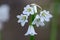 Three cornered garlic