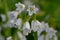 Three cornered garlic