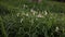 Three-Cornered Garlic Flowers Blowing in the Wind