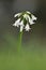 Three-cornered Leek