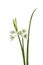 Three-cornered Leek - Allium triquetrum