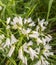 Three-cornered Leek flowers with grasshopper