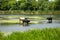 Three cows came to a watering place to the river.