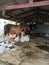 Three cows in a dirty stall