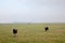 Three cows in dutch polder