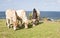 Three cows eating grass with the ocean