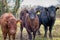 Three Cows Farmyard Cattle. Meat & Dairy Agriculture