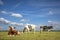 Three cows, frisian holstein, in a pasture under a blue sky and a faraway horizon, two stands upright and one lying cow