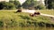 Three cows graze green grass on village roads