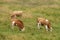 Three cows grazing on dairy farm pasture land at Zlatibor hills