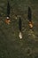 Three cows grazing on pastureland meadow and casting shadow on the grass field