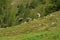 Three cows look curiously in the Slovenian Alps.