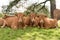 Three cows lying on meadow