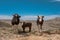 Three cows in the mountains with sky in background