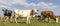 Three cows in a pasture, black white and red, one cow mooing and one is grazing, as background a herd of other cowes, under a blue