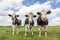 Three cows in a pasture under a blue cloudy sky and a faraway straight horizon, upright and sturdy and wearing a cattle ankle