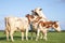 Three cows playing in the field, on a sunny day and a blue sky